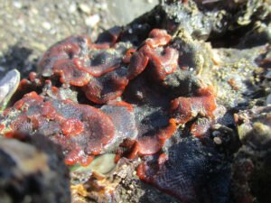 Bryozoaire orange vif et noir à points noirs - Watersipora subatra - Daniel Percy