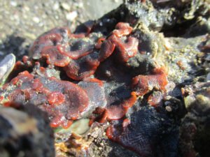 Bryozoaire orange vif et noir à points noirs - Watersipora subatra - Daniel Percy