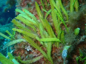 Caulerpe à feuilles d'If - Caulerpa taxifolia - Sylvain Le Bris