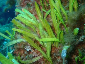 Caulerpe à feuilles d'If - Caulerpa taxifolia - Sylvain Le Bris