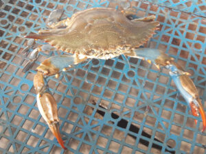 Crabe bleu_ Callinectes sapidus_Estran_Cite_Mer